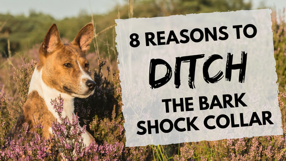 8 reasons to ditch the bark shock collar