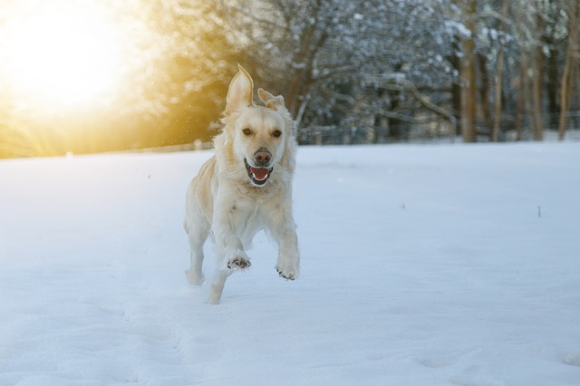 Dogs are good for your health