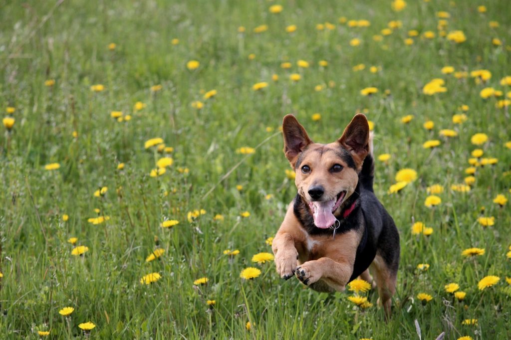 Dogs Keep You Active