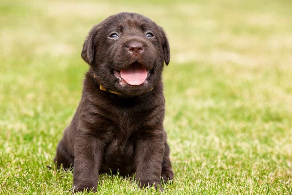 Labrador Retriever Puppy