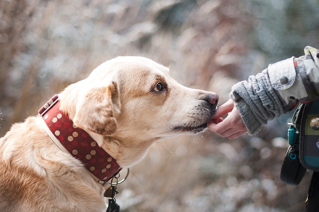 Labrador Retriever