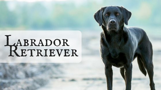 Labrador Retrievers