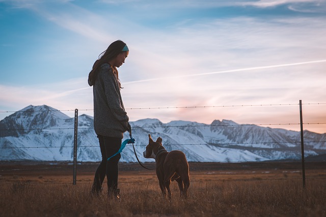 Training dogs and puppies