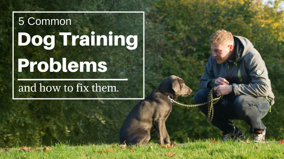 dog training problems