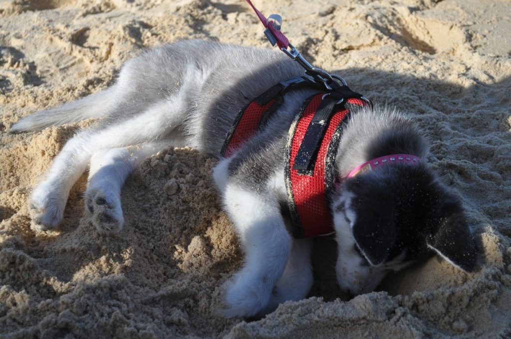 dog training problems digging