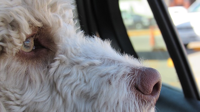 Dog in car