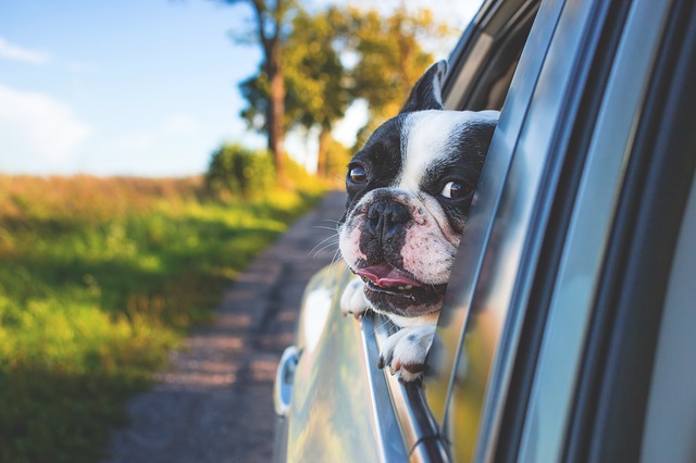 Dog riding in a vehicle (1)