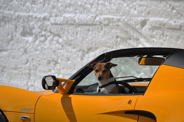 dog in car on a hot day