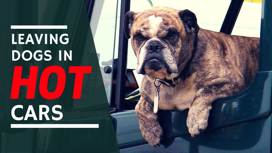 leaving dogs in hot cars