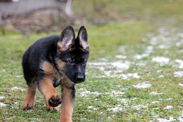 german shepherd dog golden retriever mix