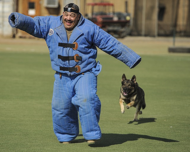 German Shepherd attack dog