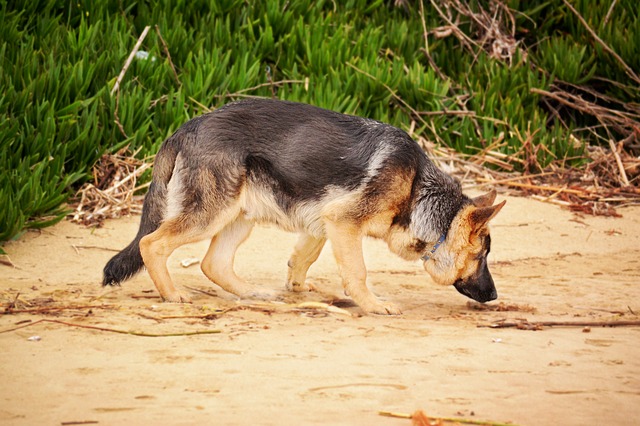 German Shepherd