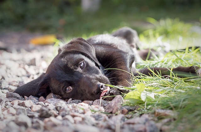 hunting puppy - labrador