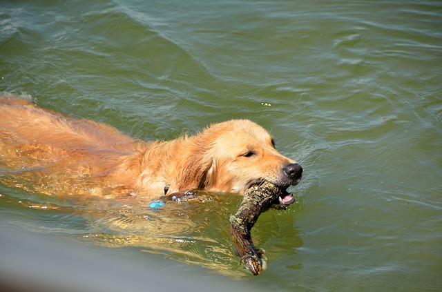 golden retriever behavior