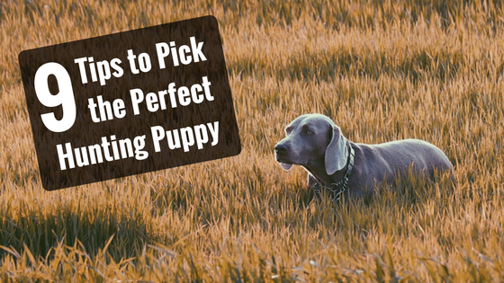 pick the perfect hunting puppy