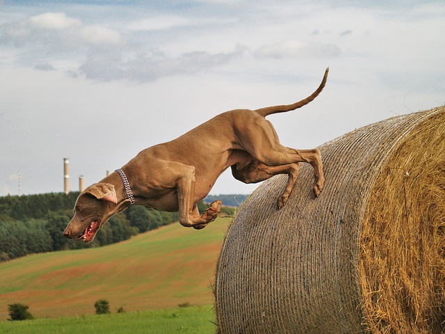 weimaraner hunting