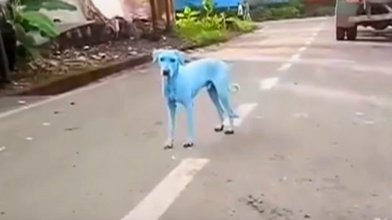 dogs are turning blue