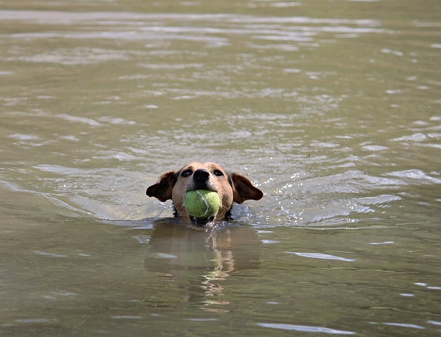 mistakes dog owners make