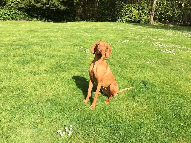 vizsla dog breed