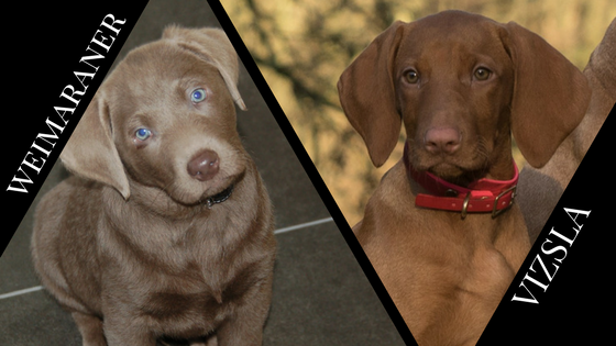 vizsla vs weimaraner