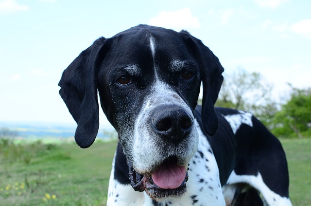 English Pointer Hunting Dog