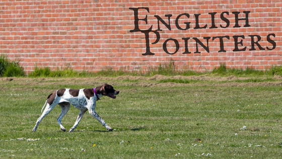 English Pointers