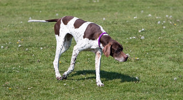 English Pointer Overview