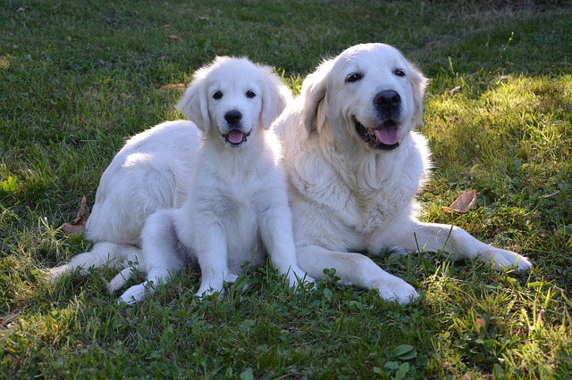 Golden Retriever puppy and mom