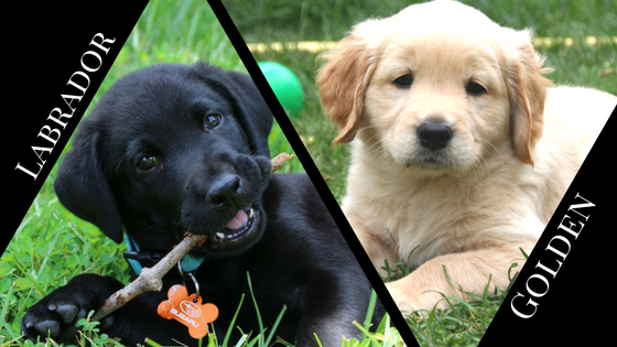 comparison between labrador and golden retriever