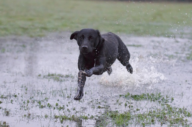 labrador retriever intelligence