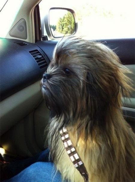 chewbacca dog halloween costume