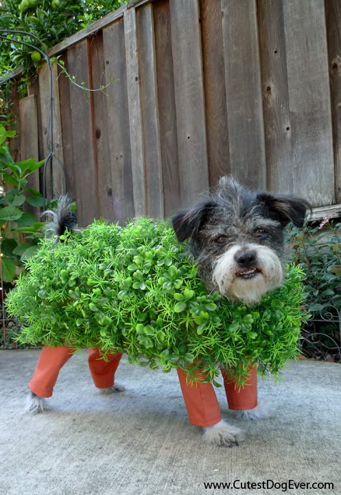 chia dog costume