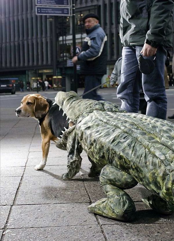 dog eaten by crocodile costume