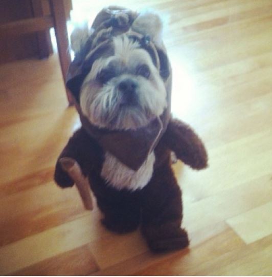 dog ewok costume