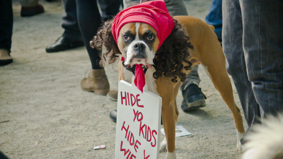 dog halloween costumes