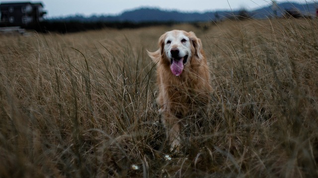 golden retriever in the field