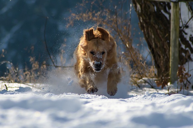 hunting dog in snow