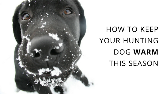 keep your hunting dog warm this season