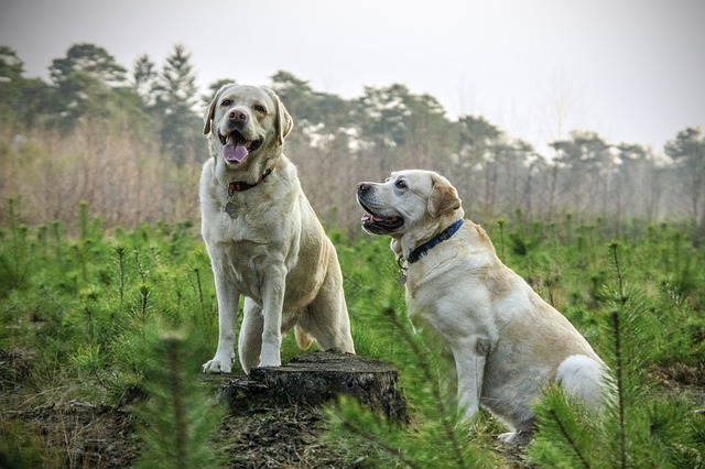 labrador appearance and characteristics (1)