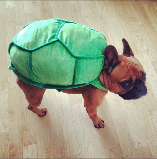 ninja turtle dog costume