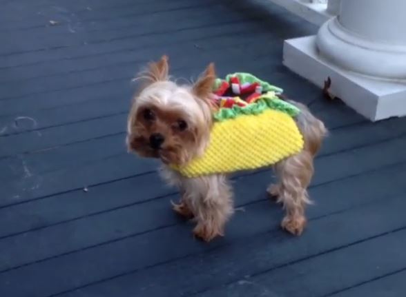 taco dog halloween costume