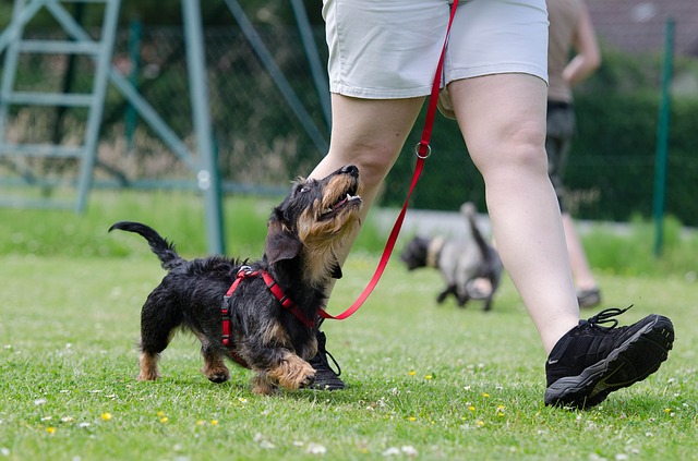 training a stubborn dog