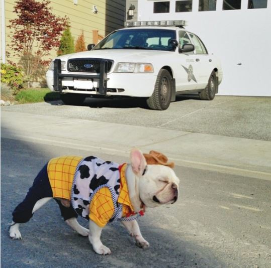 woody toy story dog costume