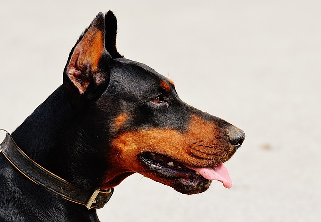 Doberman Pinscher head