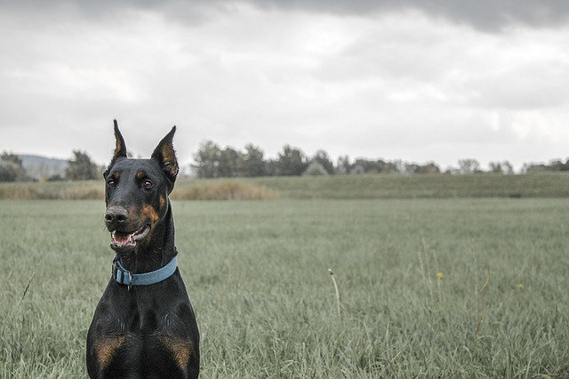 Doberman Pinscher