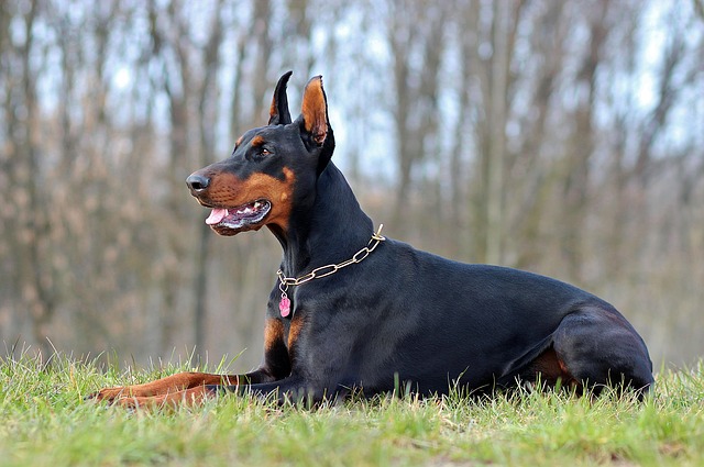 Doberman profile