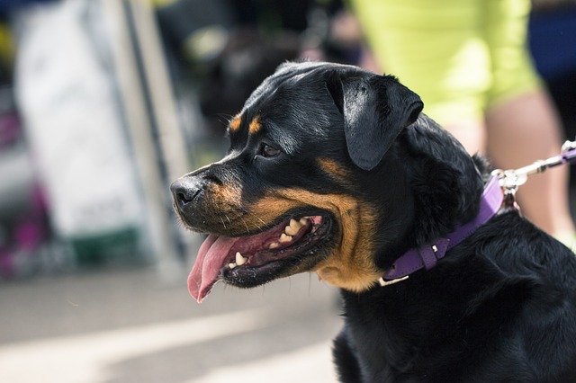 Rottweiler bark