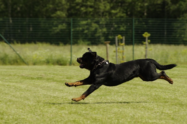 Rottweiler Running