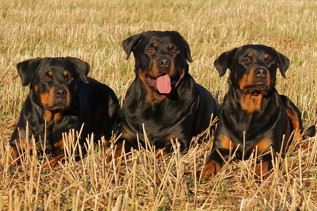 Rottweilers 