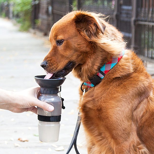 dog bowl water bottle gifts for dog people